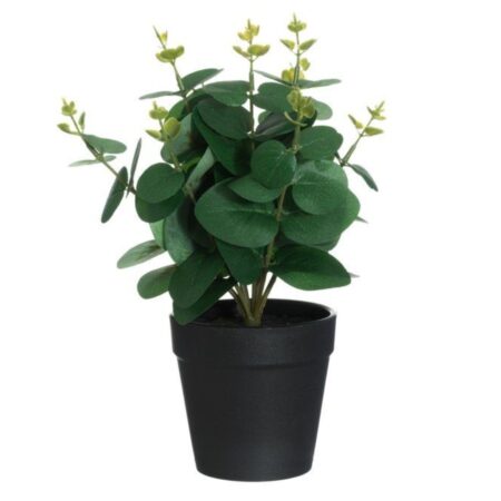 Okrasno zelišče Eucalyptus 604082