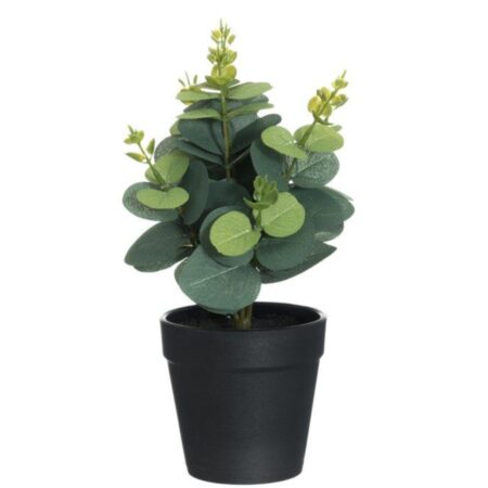 Okrasno zelišče Eucalyptus 604083